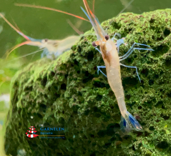 Preview: Set 10 x Blaufußgarnele - Caridina caerulea